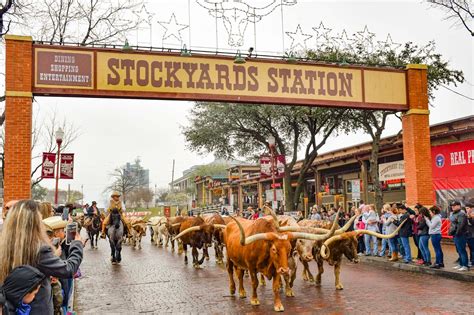 Stock yard - Find a great selection of cowboy boots, hats, western apparel and accessories at the Cavender's Stock Yards at 2601 N Main St in Fort Worth, TX. Stop by for in-store specials, promotions and other location-specific events.